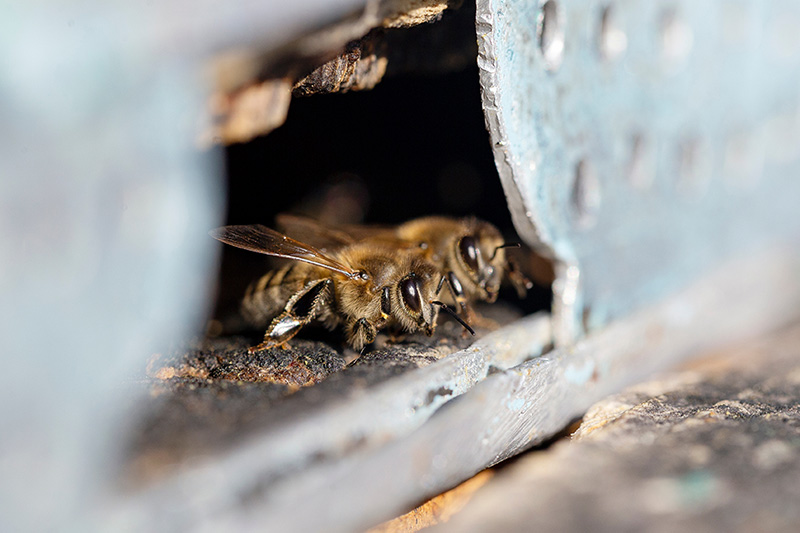 プロポリスは蜂の巣の外壁