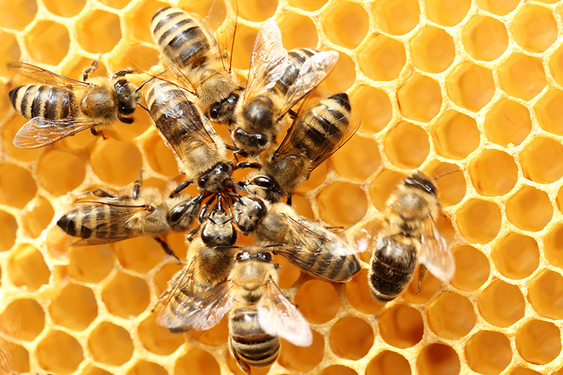 ハチミツは、働き蜂が花の蜜を集めて巣に貯蔵・熟成させたもの。蜂のエサとなります。